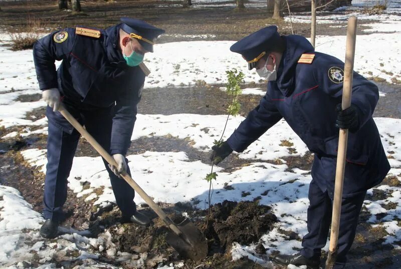 Работа вологда аллеях. Вологда аллея сергея преминина. кленовая аллея в вологде. аллея памяти деревья. аллея с саженцами деревьев.