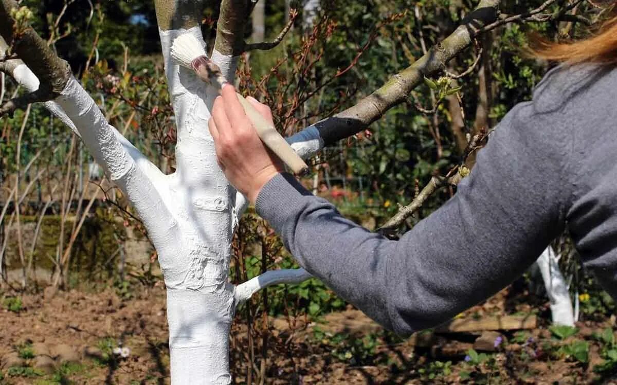 Побелка деревьев какой известью. Бороздование яблони. весенняя побелка плодовых деревьев. бороздование коры яблони. осенняя побелка деревьев.