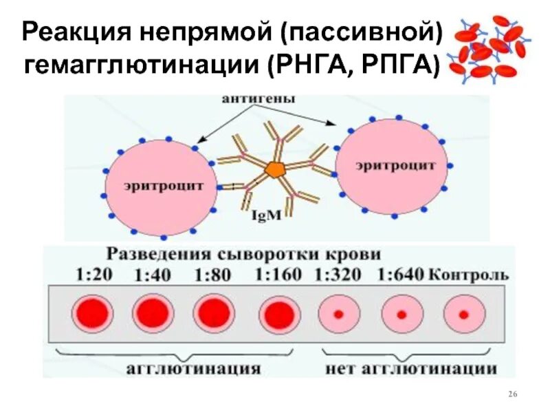 Гемагглютинация это