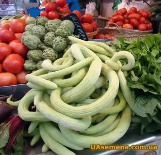 Дыня армянский огурец