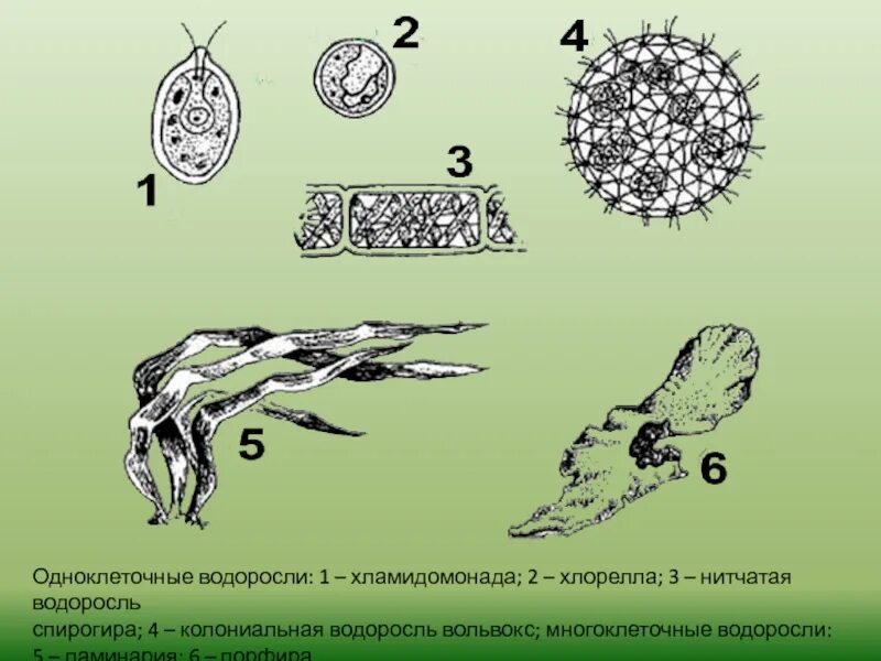 Водоросли одноклеточные и многоклеточные. Одноклеточные нитчатые водоросли. Одноклеточные колониальные и многоклеточные водоросли. Ламинария одноклеточная или многоклеточная водоросль.