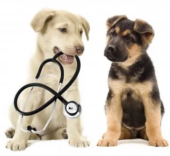 Pet partners