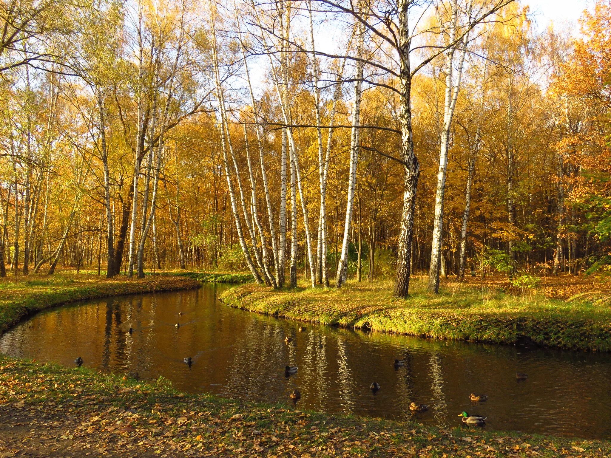 национальные парки москвы лосиный остров. национальный парк лосиный остров лоси. лосиный остров национальный парк москва. лосиный остров национальный парк королев. национальный парк москва лосиный парк.
