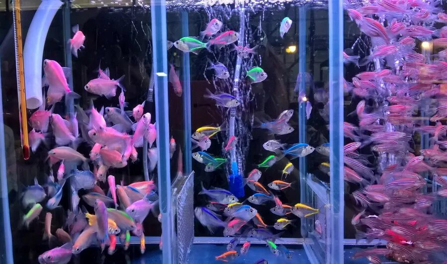 рыборазводня для аквариумных рыбок. аквариумное рыбоводство. н ильин. аквариальный комплекс аква лого. стеллаж для аквариума.