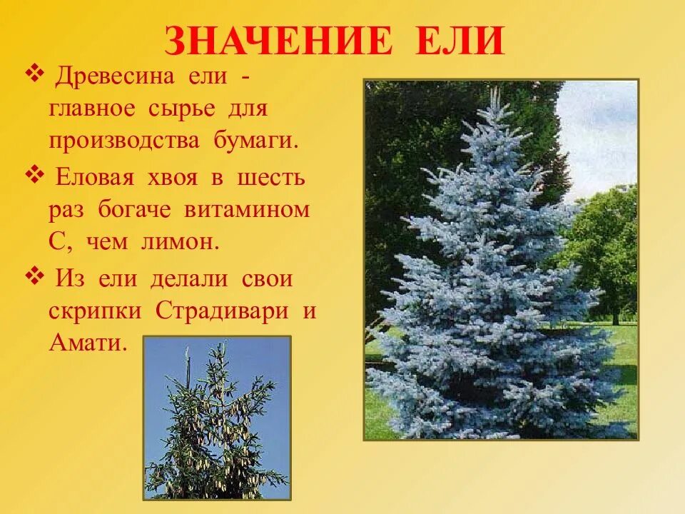 Объяснение ели. Значение ели в природе. ель интересные факты. ель значение. значение и применение ели.