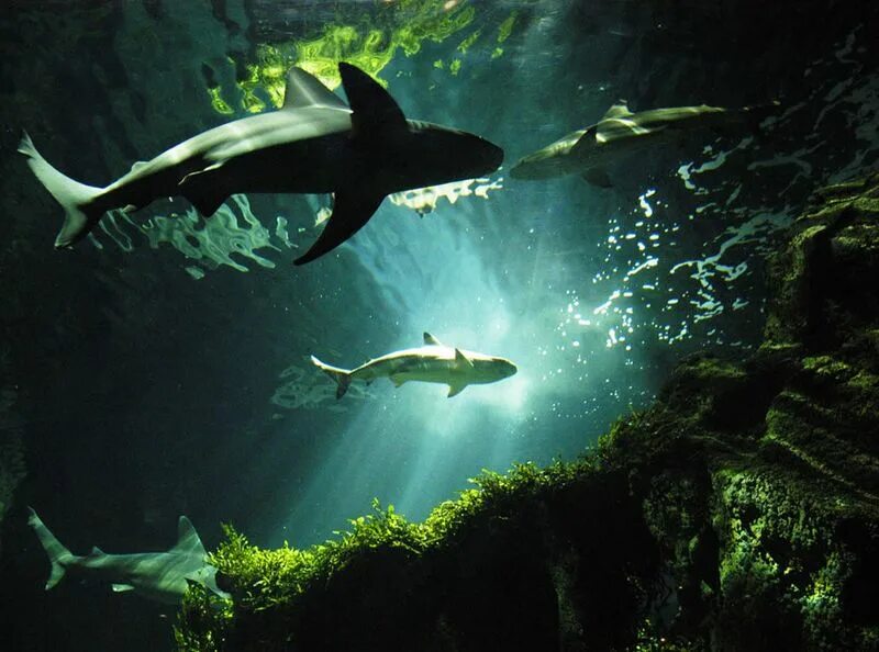 Акулы в вулкане. Hololive акула. National geographic акулы. Hammerhead shark. Вулкан кавачи акулы.