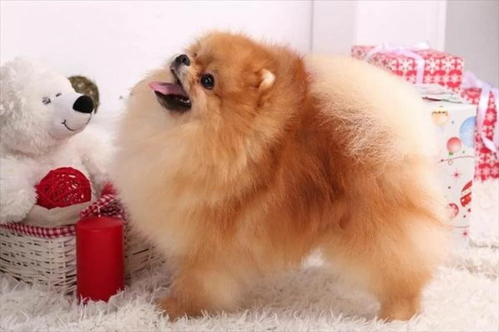 Шпиц померанский шпиц. Вельш шпиц. Той шпиц померанский. Цверг шпиц померанец. Немецкий шпиц персиковый.