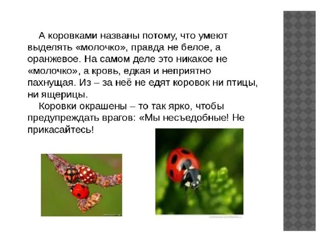 Стихотворение про божью коровку для детей. Факты про божьих коровок для детей. Божья коровка презентация для детей. Насекомые презентация для детей. Презентация божья коровка для дошкольников.