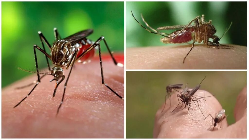 Малярия укусы комаров. Малярийный комар кусается. Кусает ли малярийный комар. Укус от малярийного комара.