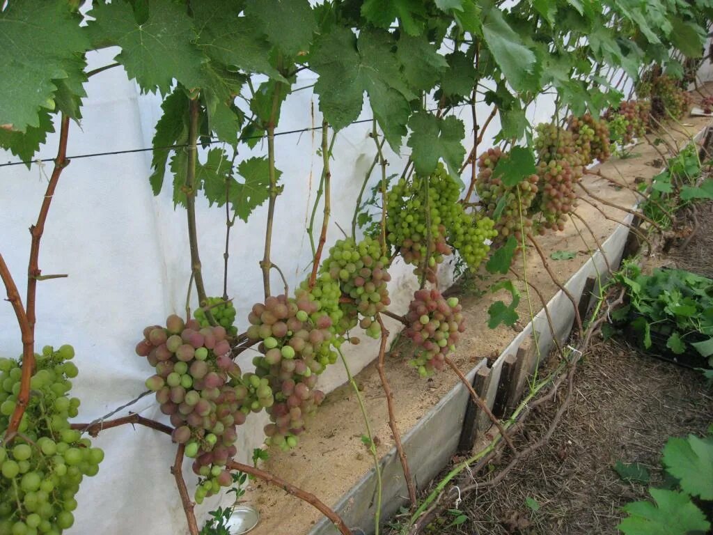 Неукрывной виноград альфа. Неукрывной виноград альфа. Саженцы двухлетки винограда. Какой виноград сажать в подмосковье. Посадка саженцев винограда весной в грунт.