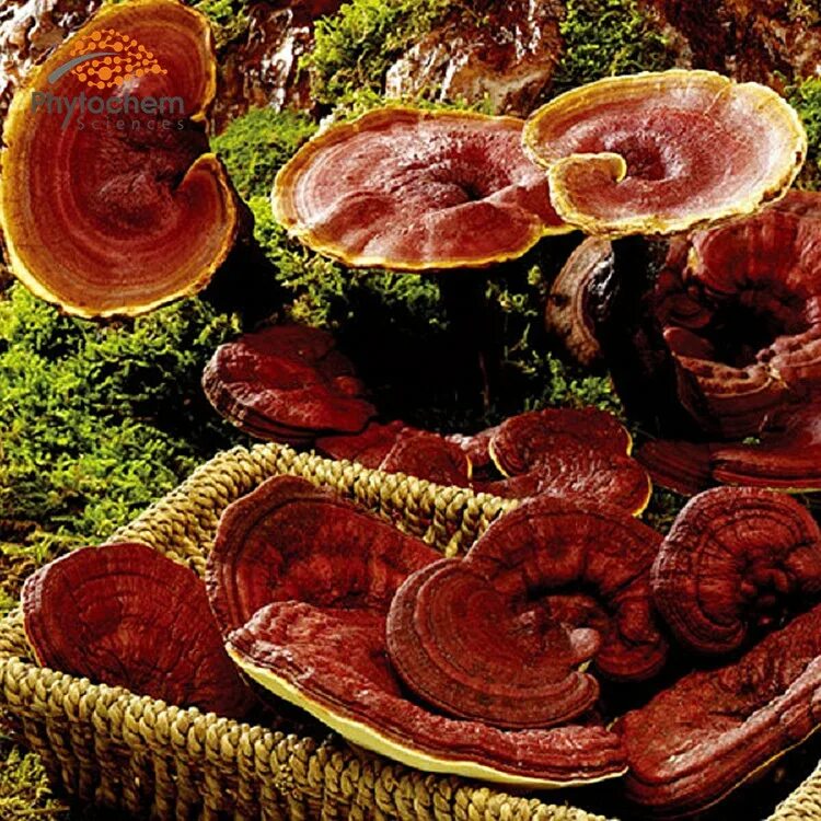 Ганодерма шифо. Гигантский Линчжи (Ganoderma lucidum). Экстракт Ganoderma lucidum. Ганодерма мицелий.