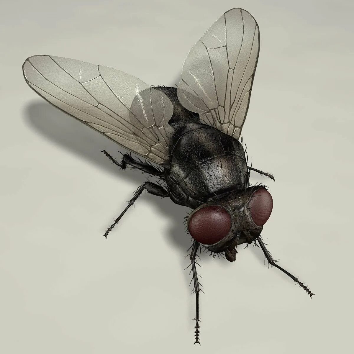 Сколько стоит муха. Муха. Муха пластиковая. Изображение мухи. Комнатная Муха.