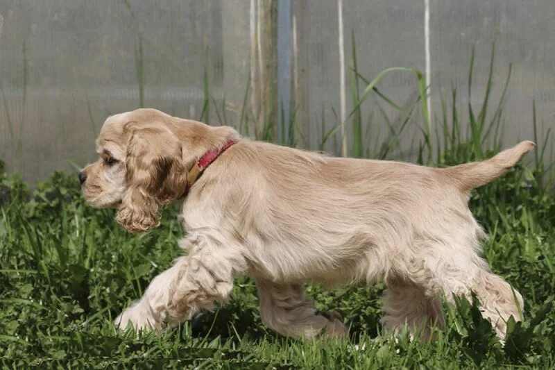 Суссекс спаниель питомник. Кокер-спаниель. Русский кокер спаниель палевый. Английский кокер-спаниель. Спаниель окрасы фото.