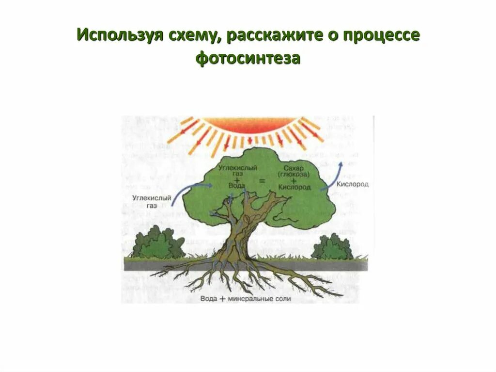 Биология 6 класс фотосинтез ответы на вопросы. Фотосинтез растений схема география. Фотосинтез растений схема 6 класс. Схема процесса фотосинтеза. Схема процесса фотосинтеза 6 класс.