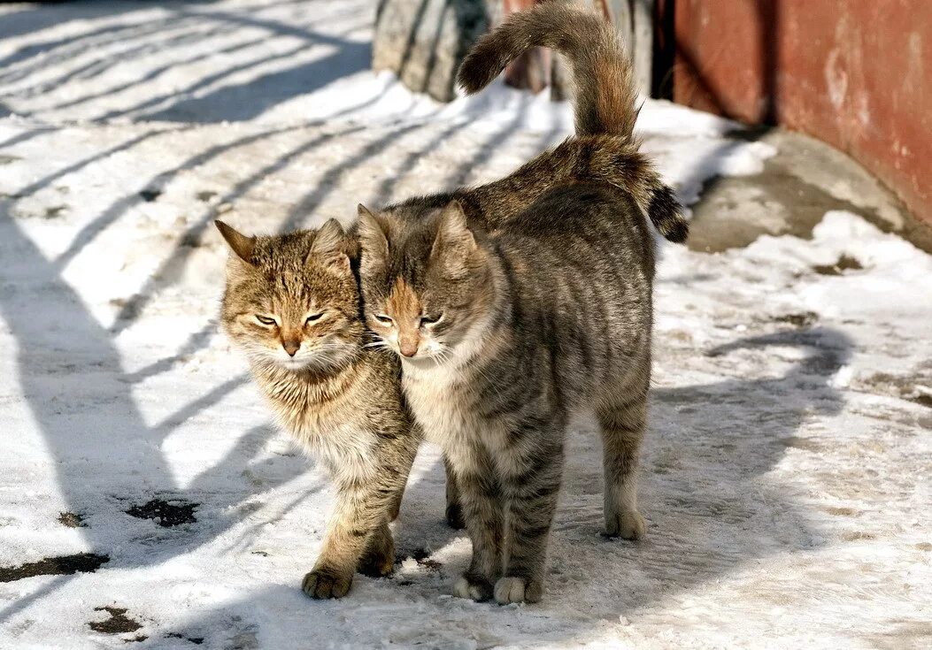 Коти нет