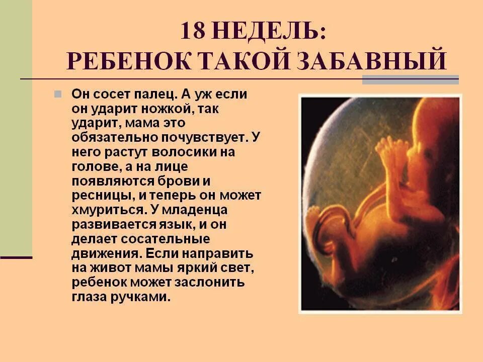 Сколько ребенок находится в утробе