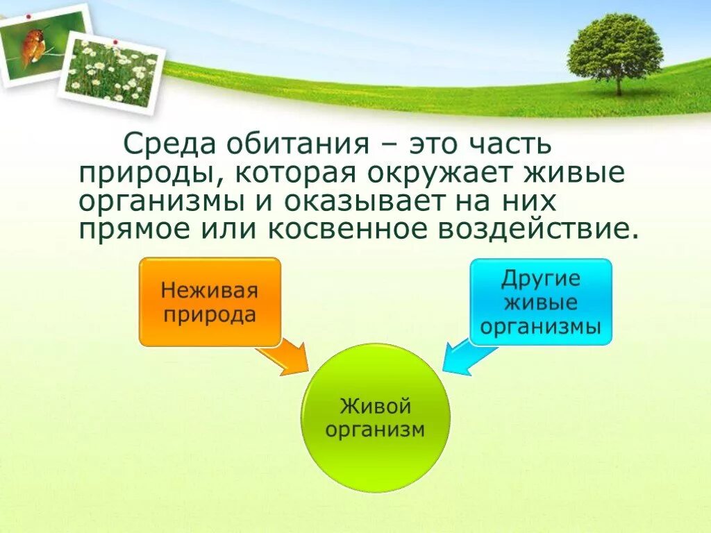 Презентация по биологии среды обитания организмов. Среды обитние организмов. Среды обитания организмов. Среда обитания живых существ. Живые организмы и окружающая среда.