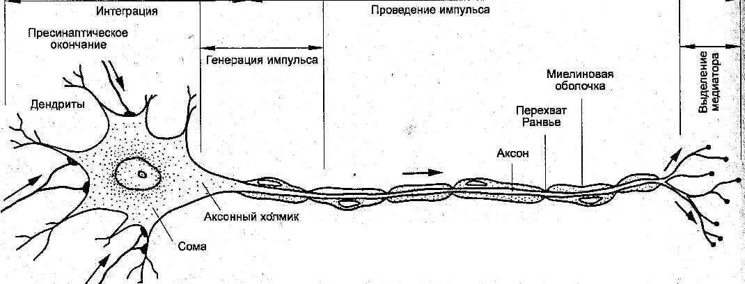 Строение спинного мозга анатомия Нейроны. Схема строения двигательного нейрона. Схема проведения нервного импульса. Нейроны спинного мозга схема.