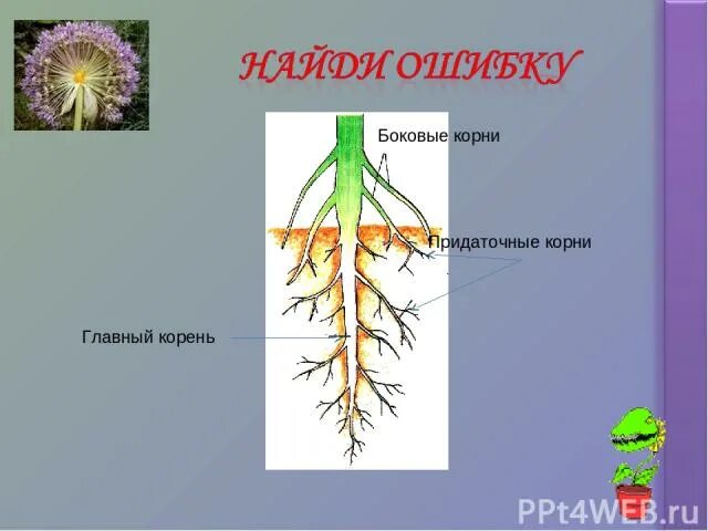 Боковой главный придаточный корневой. Боковые и придаточные корни. Придаточные боковые и главный корень. Придаточные корни и боковые корни. Главный корень боковые и придаточные корни.