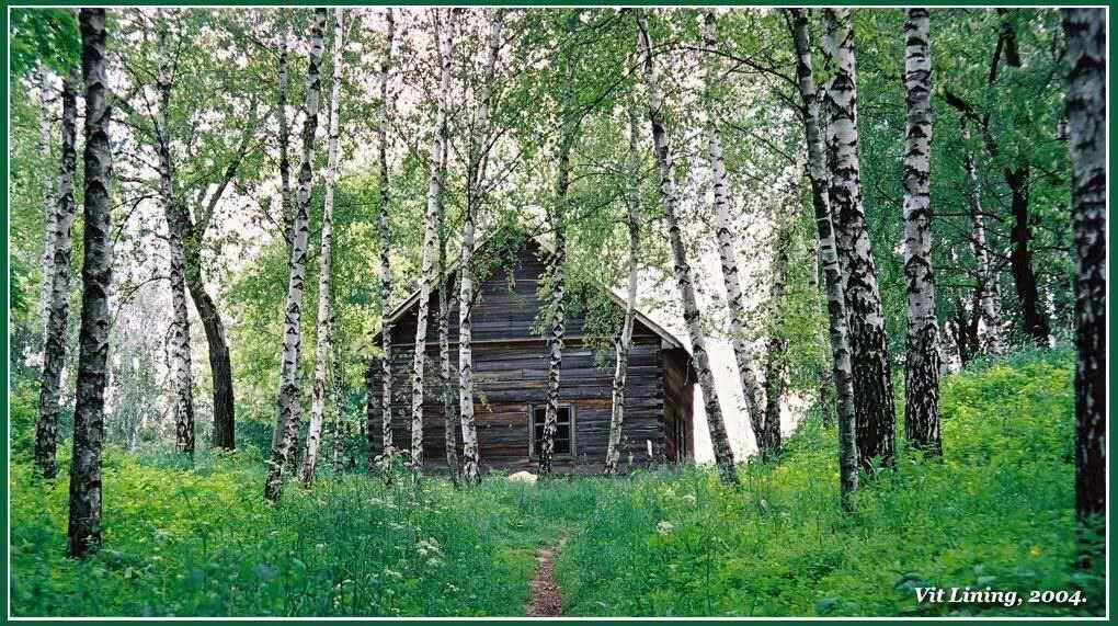 Домик в березовой роще. Дом среди берез. Береза у избы. Домик среди берез. Березка домики