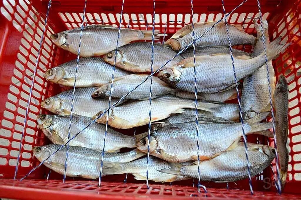 Какую рыбу лучше посолить
