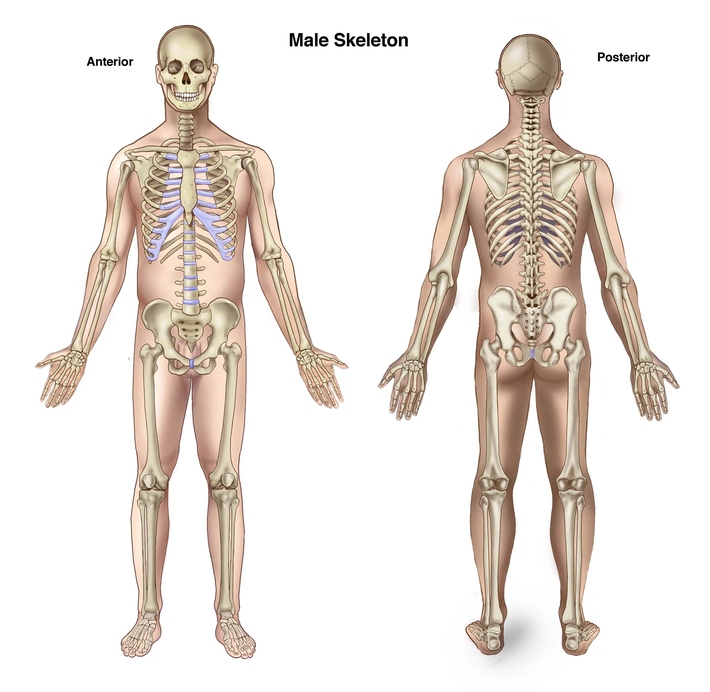 Скелет человека 3/4. Скелет человеческого тела. Человеческий скелет 3d модель. Скелет человека. Скелет человека с мышцами.