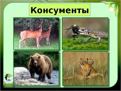 Фитофаги редуценты