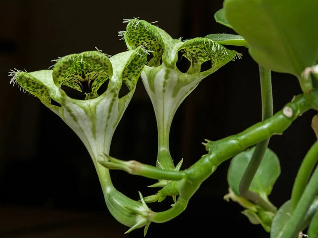 Церопегия сандерсона ( ceropegia sandersonii). Церопегия растение. Церопедия сандерсонии. Церопегия вуди. Церопегия вуда дурбан.