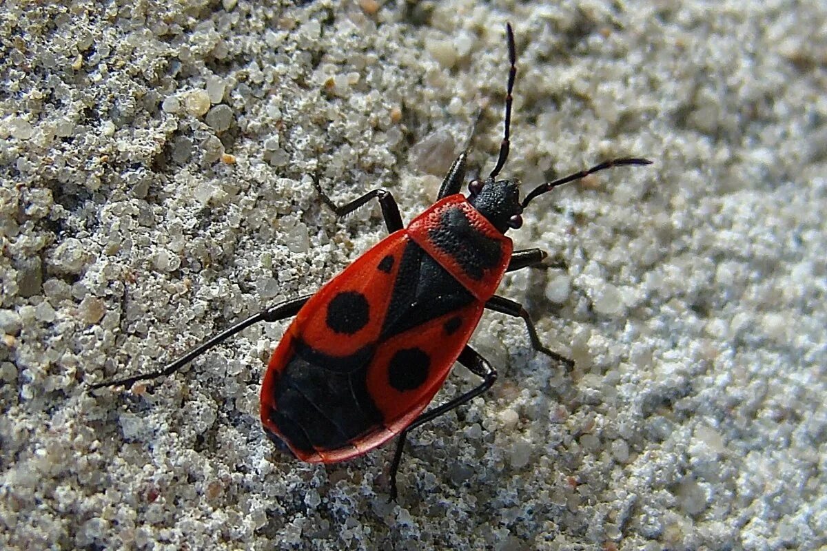 Жук пожарник клоп. Жук пожарник клоп солдатик. Клоп-солдатик Pyrrhocoris. Жук красноклоп солдатик. Клоп-солдатик – Pyrrhocoris apterus.