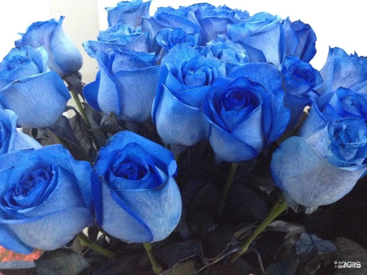 Синие розы саженцы. Куст синих роз.