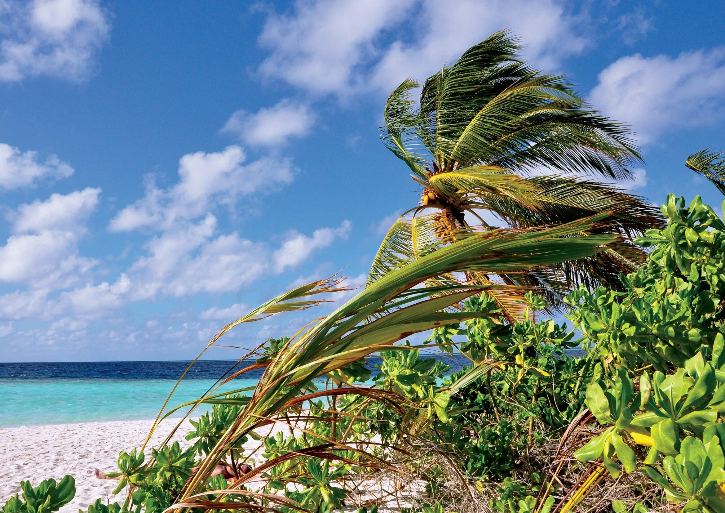 Растительный мир Багамских островов. Мальдивы пальмы. Кокосовые пальмы на Мальдивах.