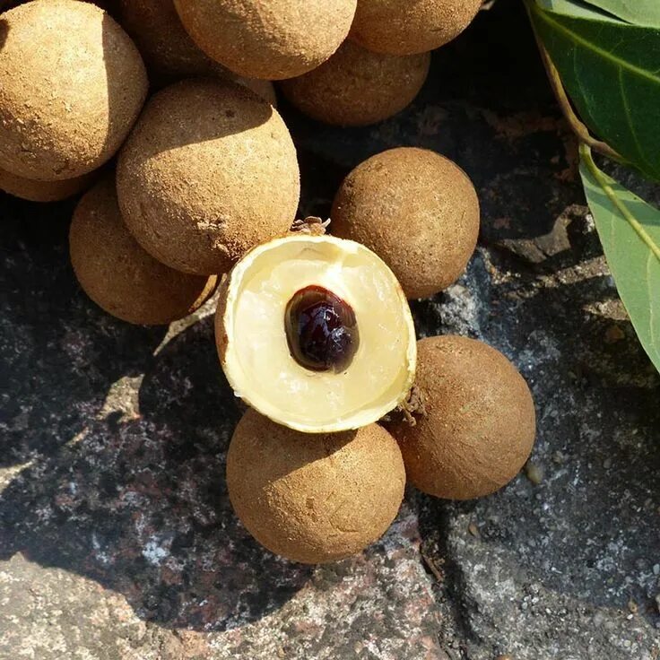 Buah Lengkeng Buah, Asia tenggara, Tanaman