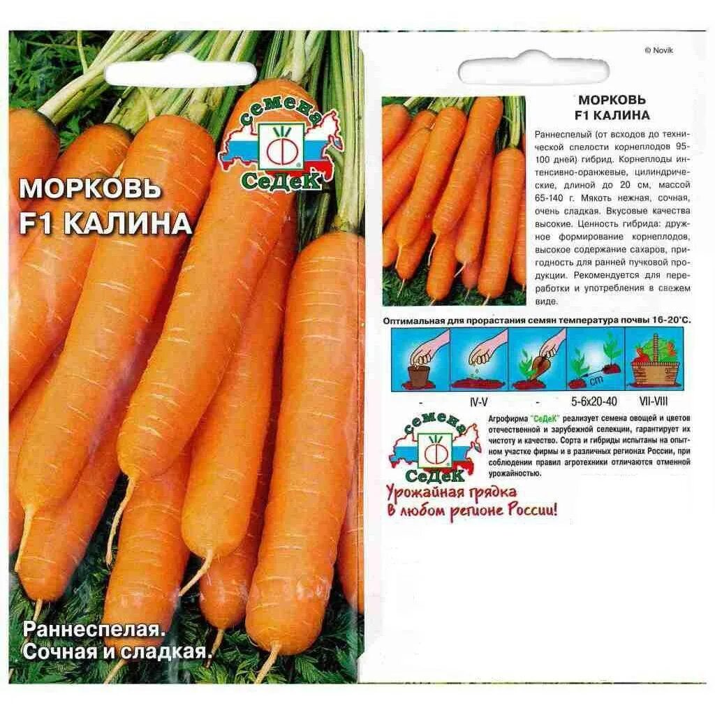 Морковь семена лучшие сорта для открытого грунта Сибирь. Сорт моркови Дуняша. Самый скороспелый сорт моркови. Скороспелая морковь сорта. Лучшие сорта моркови для средней полосы