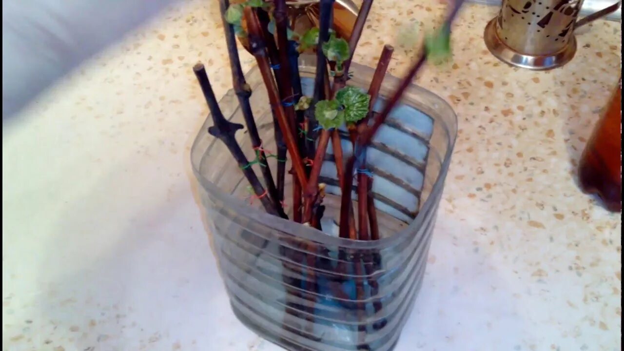 Проращивание черенков винограда. Черенки винограда проращивание. Виноград проращивание в воде. Саженцы чубуки винограда. Укоренение черенков винограда.