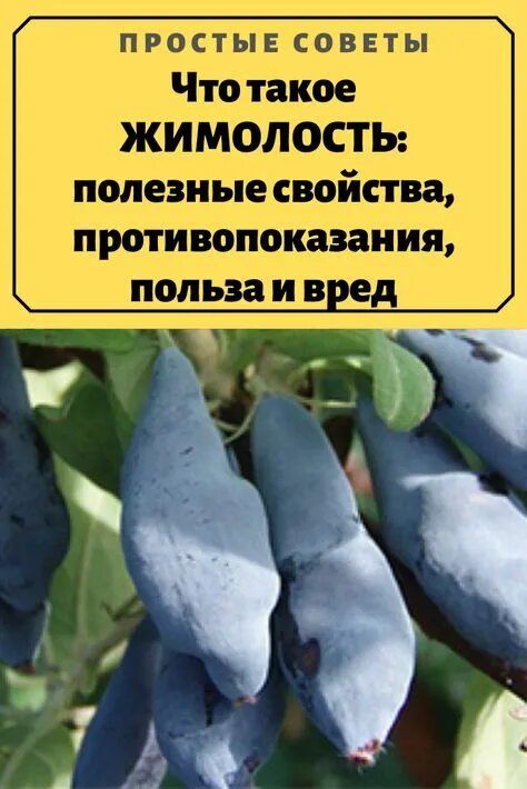 Ягода Жимолость - "Своеобразная ягода с интересным вкусом.? Не всем придется по 