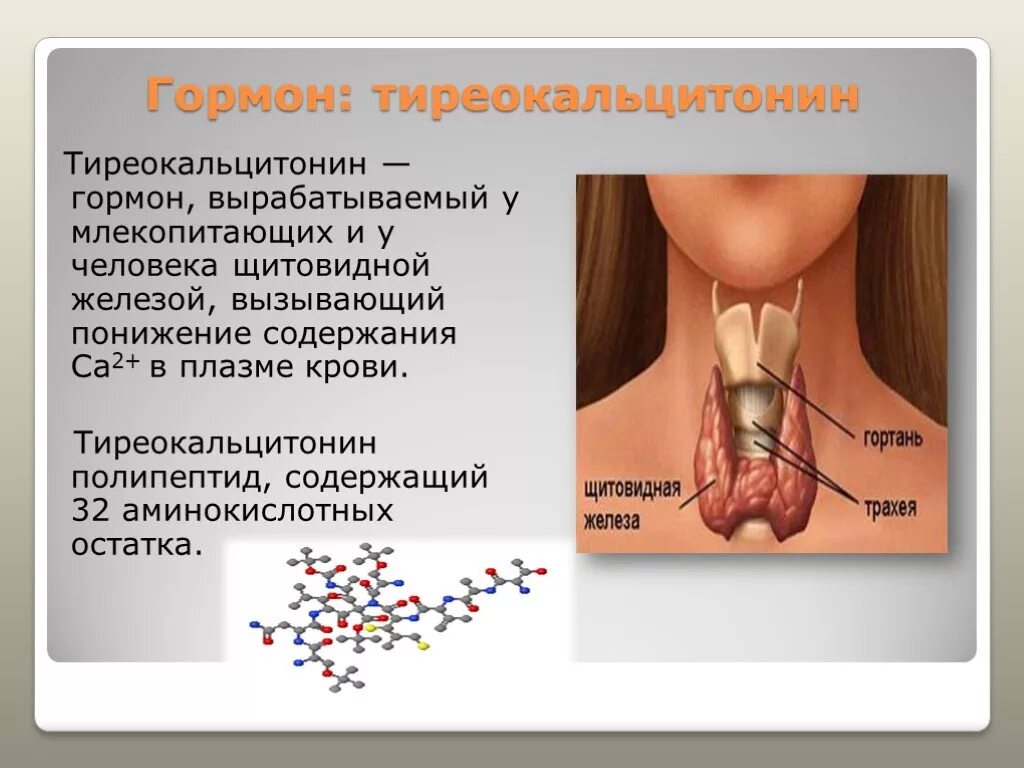 Кальцитонин и тиреокальцитонин. Гормон щитовидной железы тиреокальцитонин:. Щитовидная железа функции кальцитонин. Секретируемые гормоны щитовидной железы.
