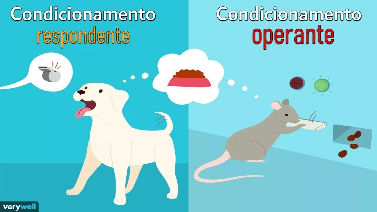 Classical conditioning. Classical and operant conditioning. classical and operant conditioning differences. pavlovian conditioning. classical conditioning in psychology.