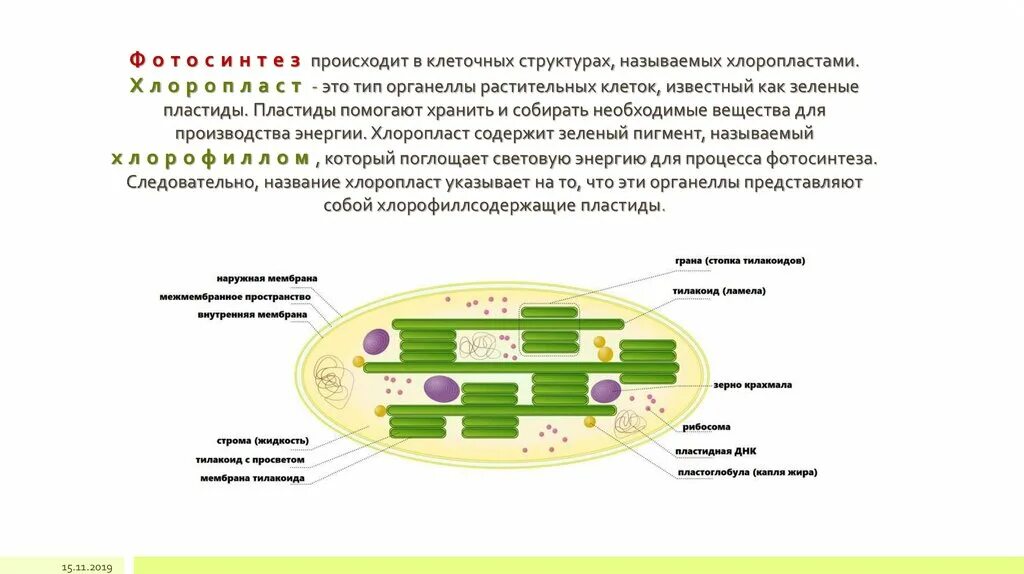 Наличие в клетках хлоропластов. В хлоропластах растительной клетки происходят следующие процессы. В хлоропластах растительной клетки происходит Синтез.