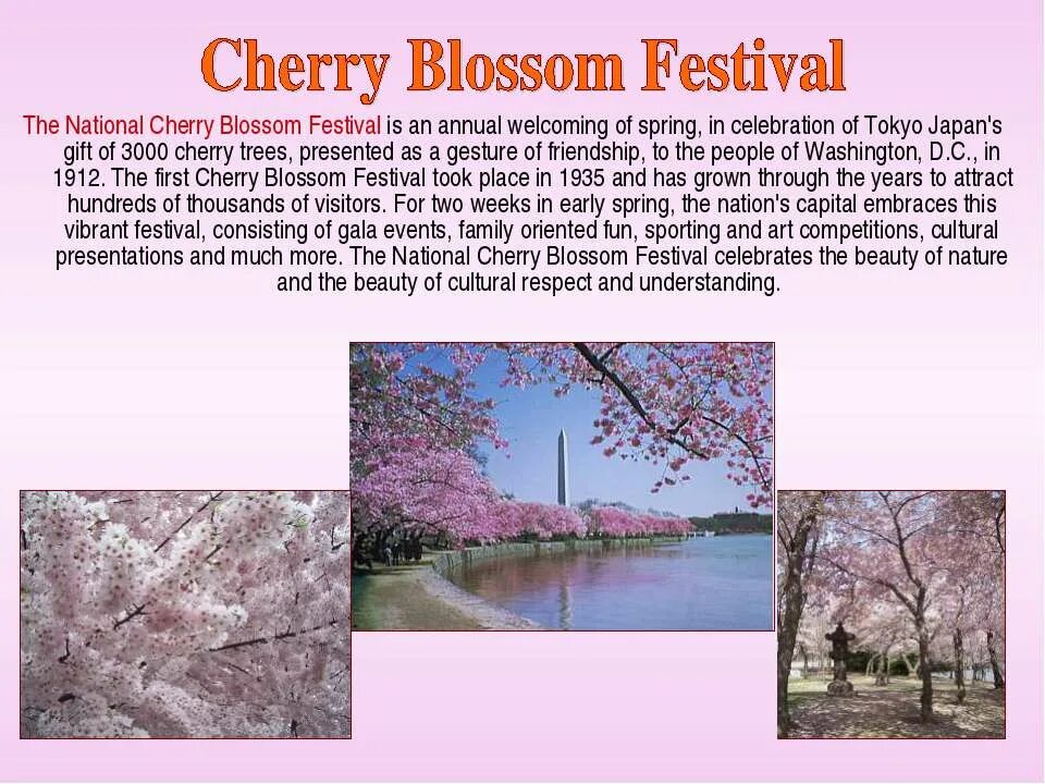 Растения на японском языке. Cherry blossom перевод на русский. Cherry blossom от kyle dion перевод. Сакура интересные факты. Символ японии цветок.
