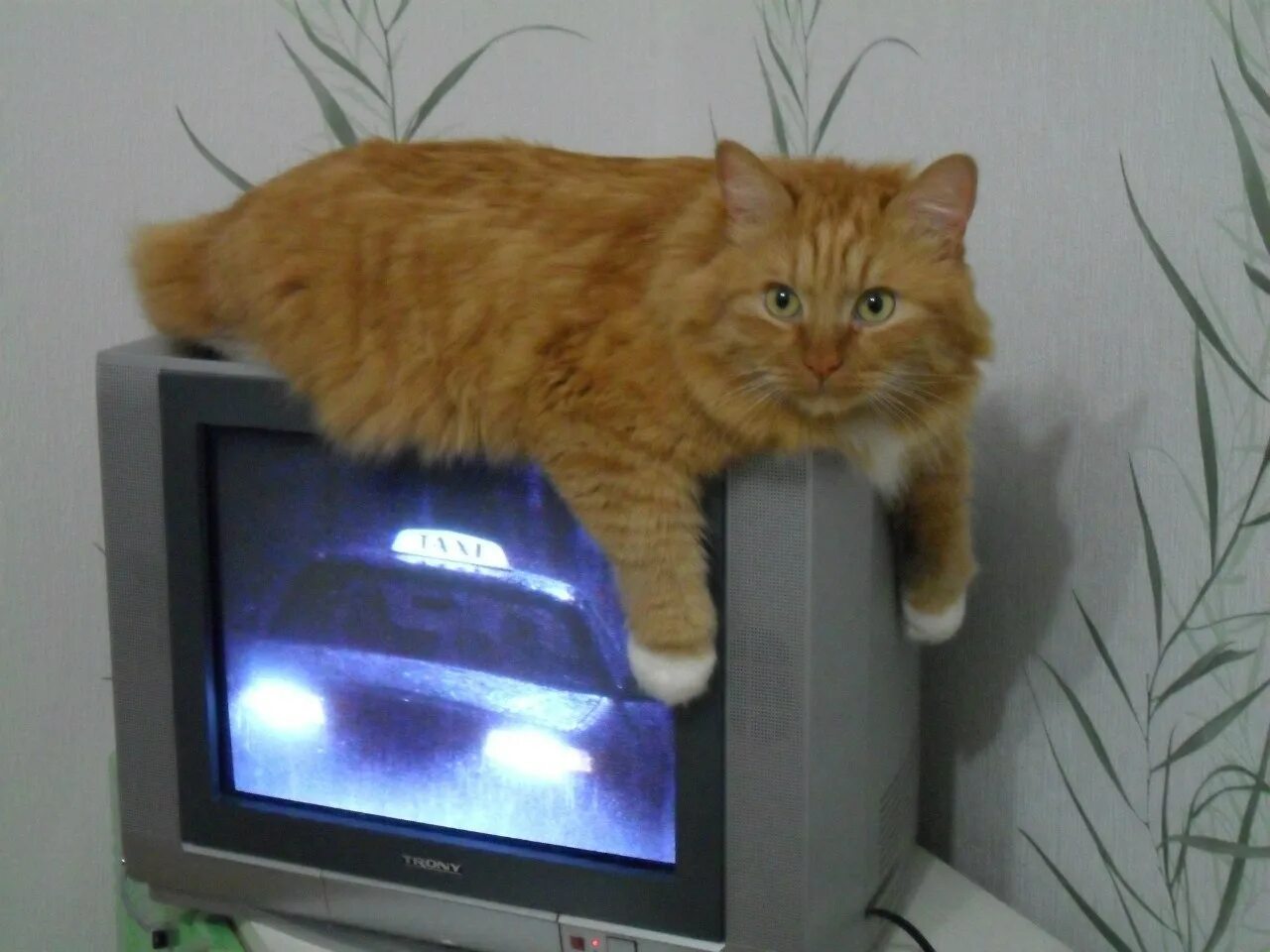 Котик смотрит телевизор. Коты тв логотип. Котик смотрит телевизор. Коте тв. Котиков тв.