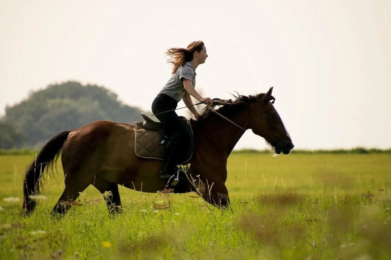 Лошадь в поле. Верхом на лошади. Девушка на коне верхом. Всадник верхом на лошади.
