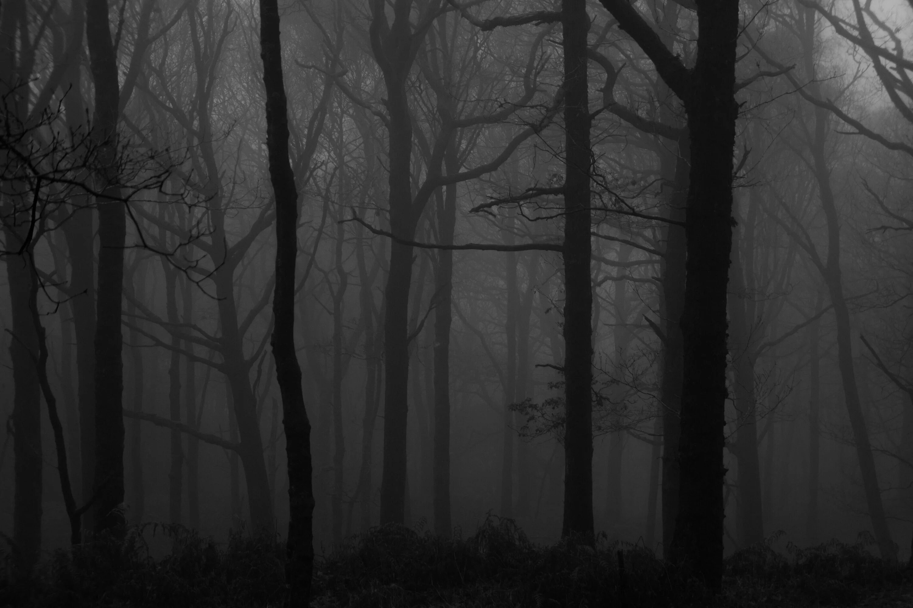 Самый черный лес. Темный лес. Мрачный фон. Лес тёмный мрачный. Страшный лес.