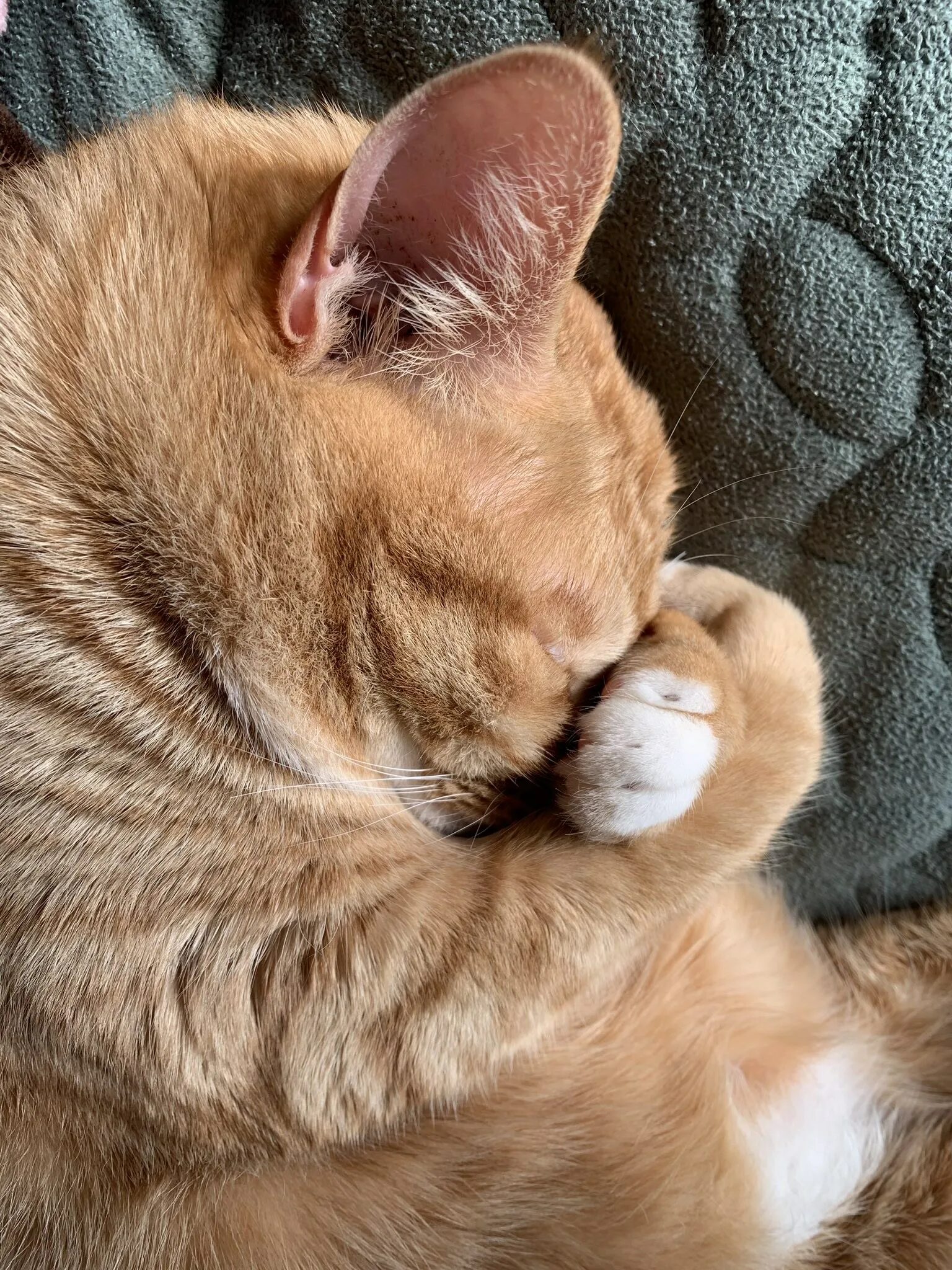 Кот прячет нос. Спящий кот. спящие коты. кошка клубочком. спящий рыжий кот.