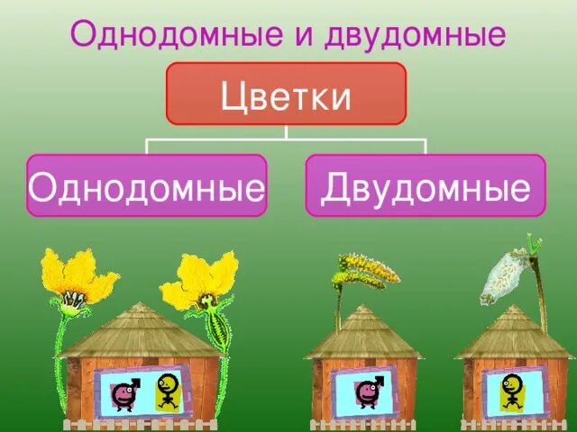 Двудомными называют растения у которых развиваются цветки. Однодомные и двудомные цветки. Однодомные и двудомные растения или цветки. Однополые однодомные двудомные. Одномные и двудомномные.
