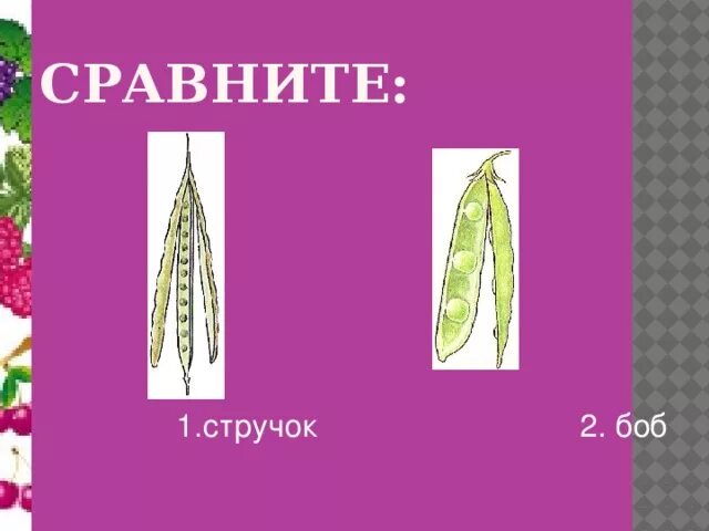 Чем стручок отличается от стручка. Плод стручок. строение стручка и боба. стручок строение. плод боб.