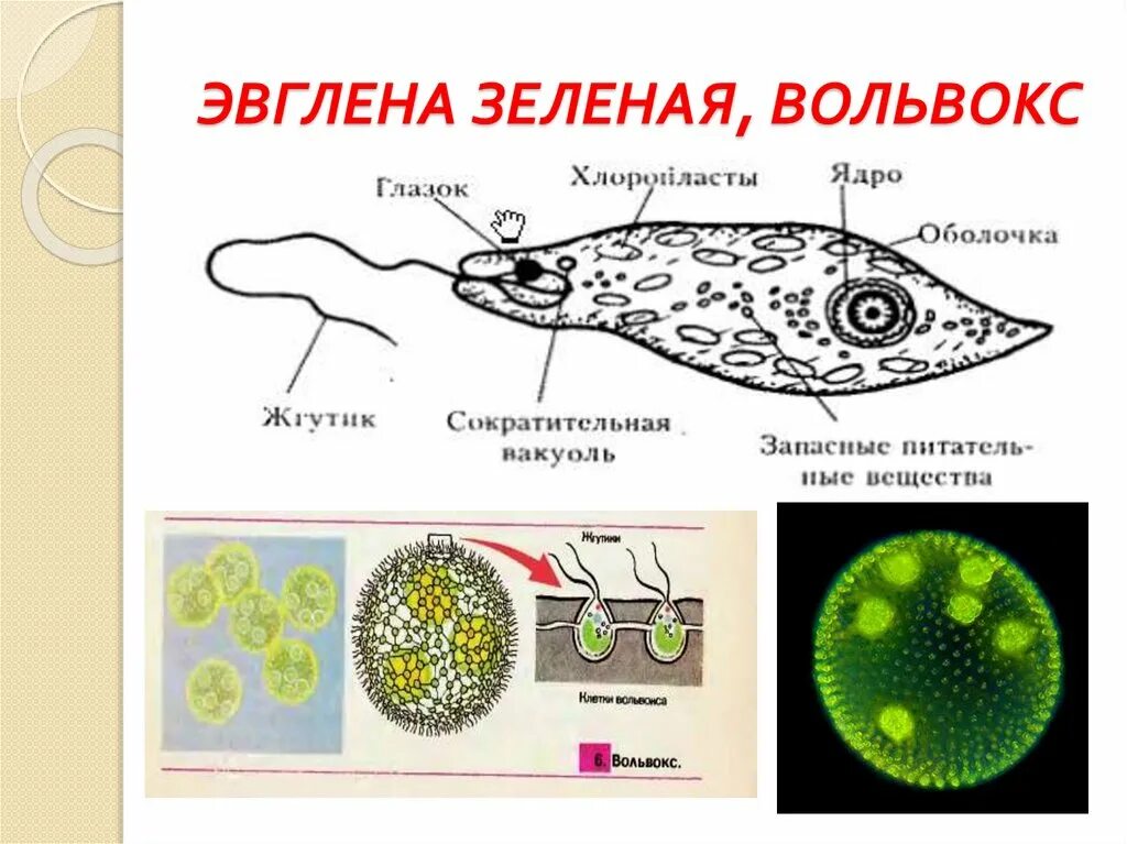Эвглена зеленая вольвокс. Инфузория вольвокс. жгутиконосцы эвглена зеленая. строение эвглены зеленой и вольвокса. зеленая эвглена, хламидомонада и вольвокс.