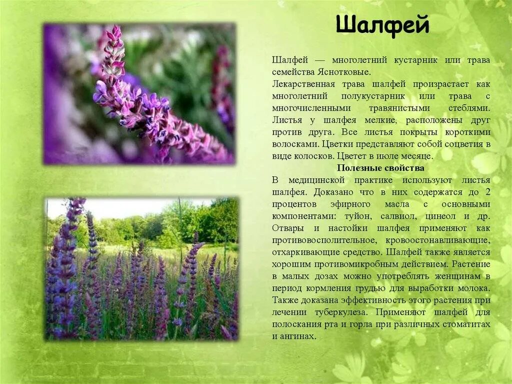 Шалфей для чего применяется. Шалфей полукустарник. лекарственные растения красноярского края шалфей. шалфей 1 растение. шалфей вересковый.