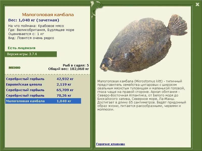 белокорый палтус красная книга. камбала рыба вес. камбала описание. палтус рыба вес. камбала класс костные рыбы.