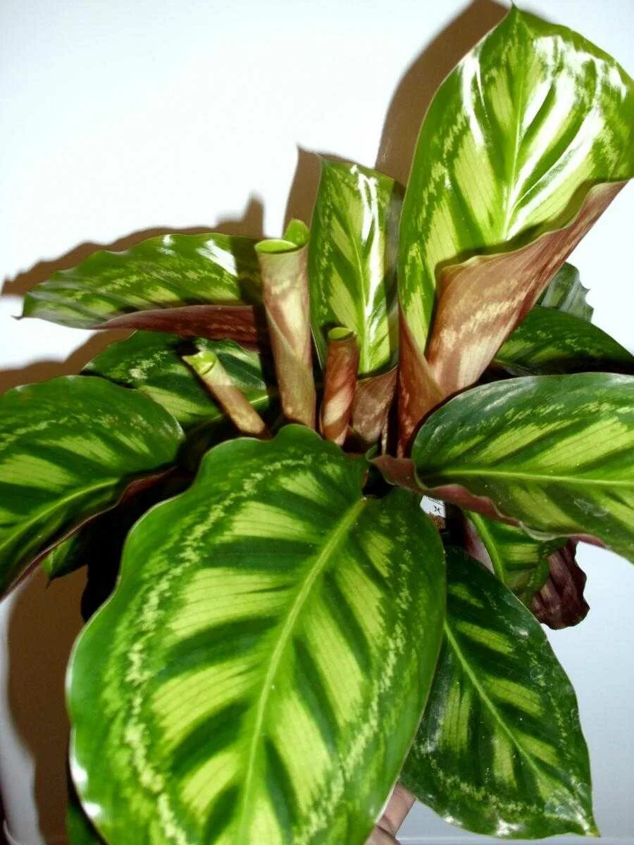 Калатеи виды и сорта фото