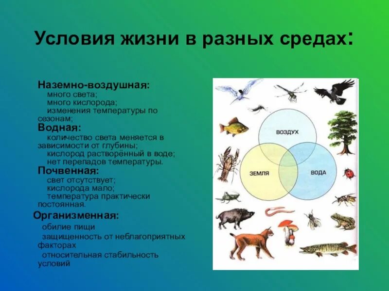 Многообразие организмов на нашей планете. Условия надземновоздушной среды. Условия наземно-воздушной среды. Разнообразие условий жизни на земле. Условия наземно-воздушной среды обитания.